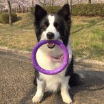 犬のおもちゃ