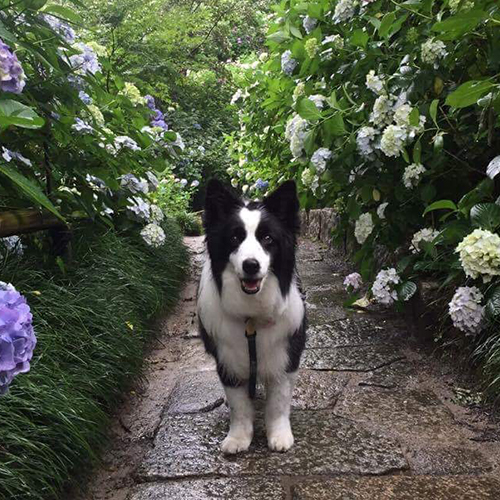 紫陽花と犬
