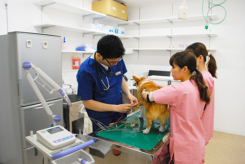 動物診療補助