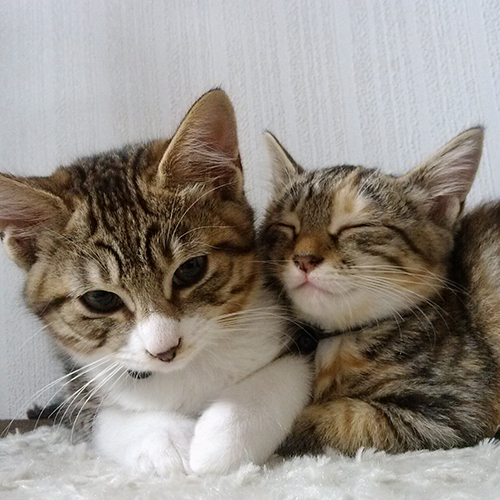 仲良しの猫