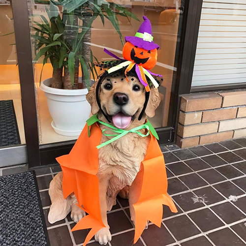 エルフ君ハロウィンバージョン