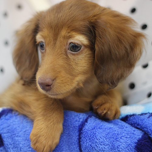 子犬