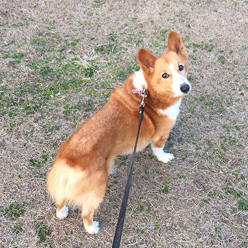エルフペットクリニック