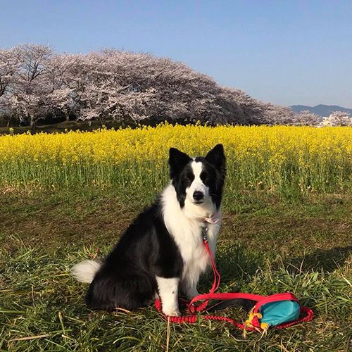 エルフペットクリニック