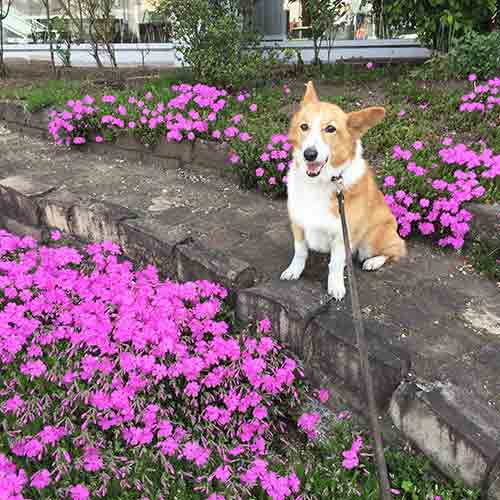 エルフペットクリニック