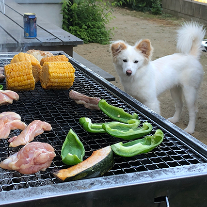 犬とバーベキュー
