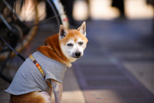 シニア犬