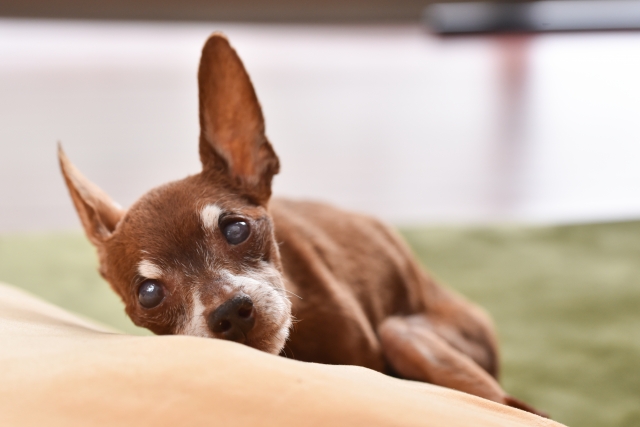 シニア犬