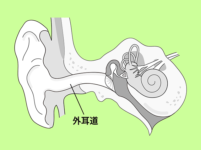 ヒトの外耳道