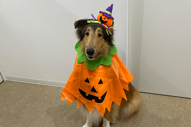 エルフのハロウィン