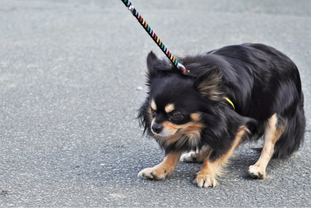 拒否する犬