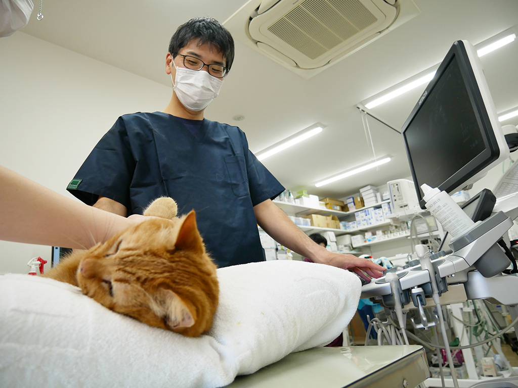 エルフペットクリニック 院長 猪毛尾俊輔