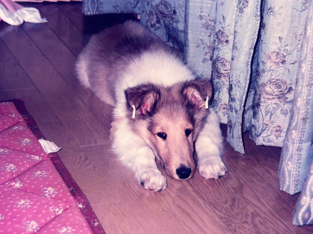 愛犬ハッピー