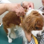 狂犬病予防注射