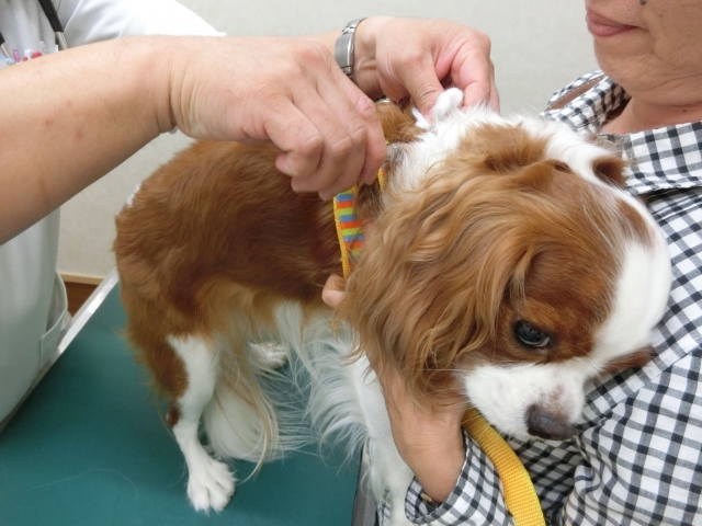 狂犬病予防注射