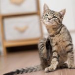 ネコちゃんもノミ・ダニ予防