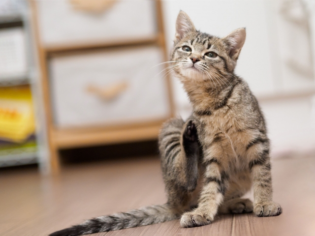 ネコちゃんもノミ・ダニ予防