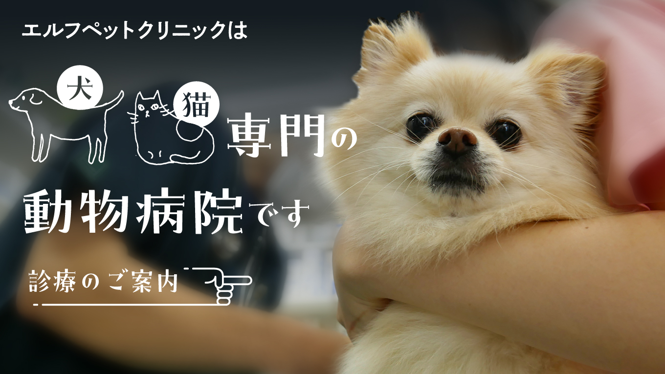 エルフペットクリニックは犬・猫専門の動物病院です