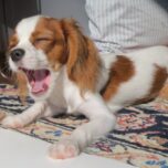 犬・猫の咳