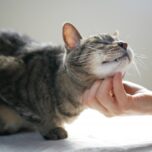 猫に多い「慢性腎臓病」