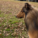 11月4日はご協力お願いします