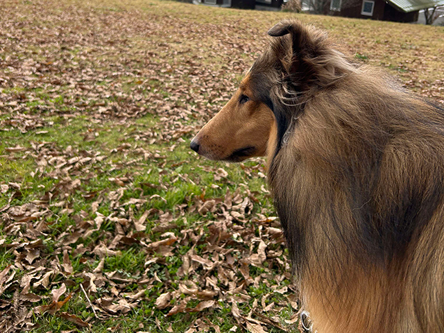 エルフペットクリニック