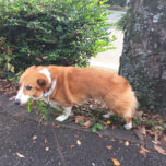 11月17日午前は臨時休診とさせていただきます