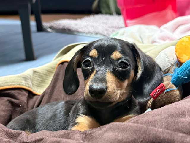 エルフペットクリニック