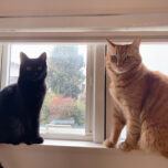 ネコちゃんのワクチン接種