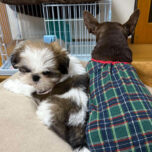 12月15日午前は臨時休診とさせていただきます