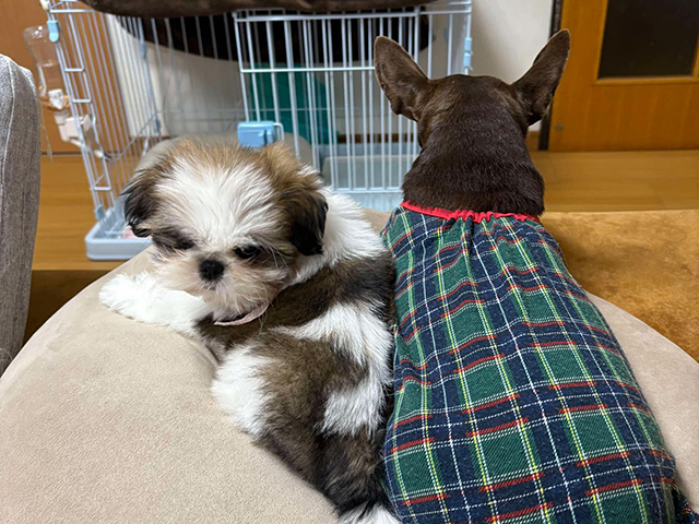 エルフペットクリニック